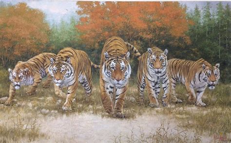 5 Tigers betsul